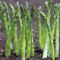 Jersey Supreme Asparagus Bare Root Crowns &acirc;�� Asparagus officinalis High Yield Hybrid