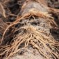 Jersey Supreme Asparagus Bare Root Crowns &acirc;�� Asparagus officinalis High Yield Hybrid
