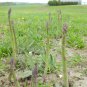 Jersey Supreme Asparagus Bare Root Crowns &acirc;�� Asparagus officinalis High Yield Hybrid