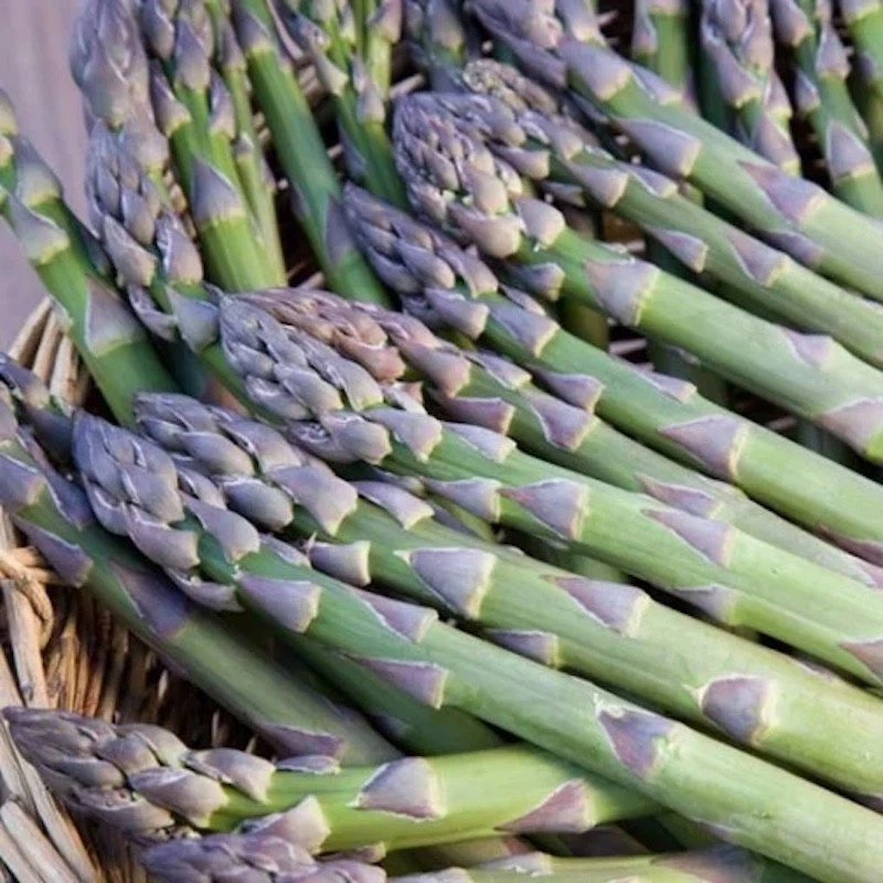 Millennium Asparagus Bare Root Crowns &acirc;�� Asparagus officinalis Cold Hardy Hybrid