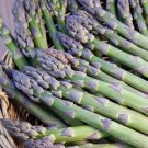 Millennium Asparagus Bare Root Crowns – Asparagus officinalis Cold Hardy Hybrid