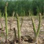 Millennium Asparagus Bare Root Crowns &acirc;�� Asparagus officinalis Cold Hardy Hybrid