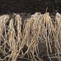 Millennium Asparagus Bare Root Crowns &acirc;�� Asparagus officinalis Cold Hardy Hybrid