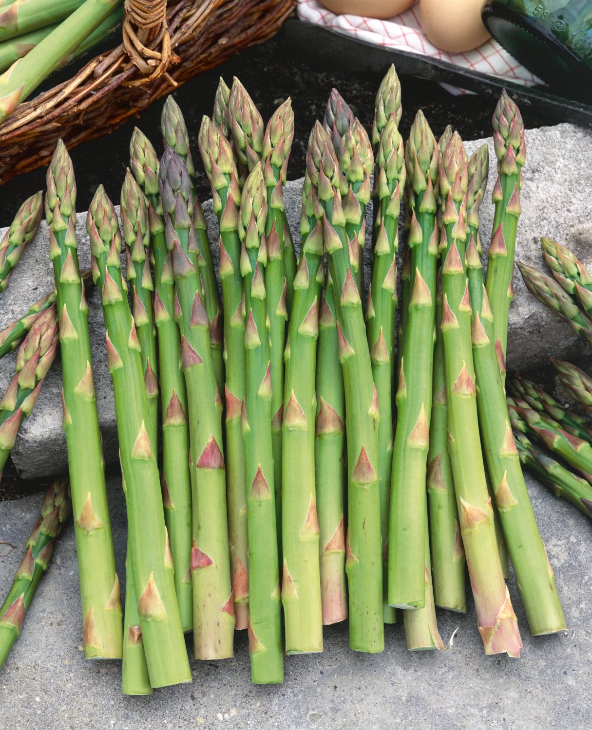 Mary Washington Asparagus Bare Root Crowns &acirc;�� Heirloom Asparagus officinalis