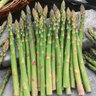 Mary Washington Asparagus Bare Root Crowns – Heirloom Asparagus officinalis