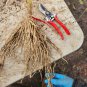 Mary Washington Asparagus Bare Root Crowns &acirc;�� Heirloom Asparagus officinalis