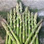 Mary Washington Asparagus Bare Root Crowns &acirc;�� Heirloom Asparagus officinalis