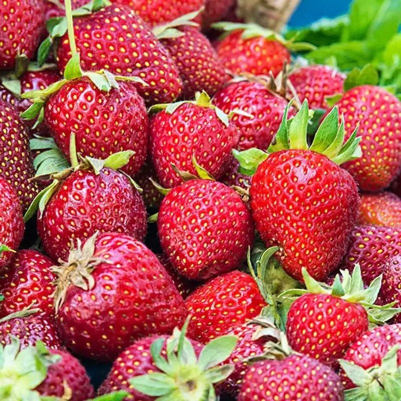 Honeoye Strawberry Bare Root Plant &acirc;�� June Bearing, High Yield, Cold Hardy Fragaria &Atilde;� ananassa