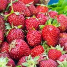 Honeoye Strawberry Bare Root Plant – June Bearing, High Yield, Cold Hardy Fragaria × ananassa