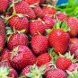 Honeoye Strawberry Bare Root Plant &acirc;�� June Bearing, High Yield, Cold Hardy Fragaria &Atilde;� ananassa