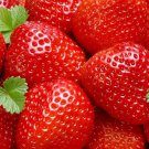Sweet Charlie Strawberry Bare Root Plant – June Bearing, Very Sweet Fragaria × ananassa