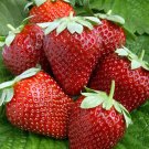 Ogallala Strawberry Fragaria × ananassa Bare Root Plant – Everbearing, Cold Hardy, Sweet Flavor