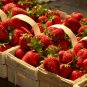 Sparkle Strawberry Bare Root Plant &acirc;�� Heirloom June Bearing Fragaria &Atilde;� ananassa
