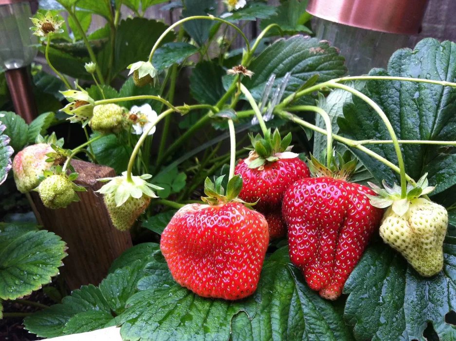 Quinault Strawberry Bare Root Plant &acirc;�� Everbearing Fragaria &Atilde;� ananassa