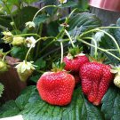 Quinault Strawberry Bare Root Plant – Everbearing Fragaria × ananassa
