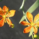 Blackberry Lily Seeds - packet 20 seeds Blackberry Lily Seeds - packet 20 seeds