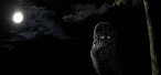 NIGHT-OWL