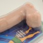 Blush Loverboy Surfer Dude 7 Inch Harness Compatible Suction Cup Base
