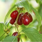 10+ Cornelian Cherry Seeds – Edible Fruiting Shrub for Garden Planting 10+ Cornelian Cherry Seeds – Edible Fruiting Shrub for Garden Planting