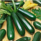 25+ Black Beauty Zucchini Squash Seeds – Heirloom Cucurbita pepo Vegetable Seeds for Planting