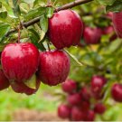 25+ Bountiful Apple Seeds  Heirloom Fruit Tree  Garden & Orchard Planting