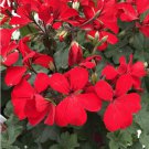 25+ Caliente Fire Geranium Seeds Bright Red Blooms  Garden & Container Flowers