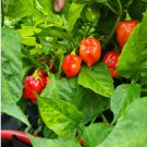 25+ Caribbean Blend Hot Pepper Seeds – Capsicum annuum Spicy Pepper Seeds for Garden & Containers