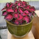 25+ Chocolate Covered Cherry Coleus Seeds  Premium Sun Variety  Garden Foliage Plant