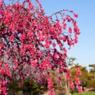 25+ Crimson Cascade Crabapple Seeds  Flowering Ornamental Tree  Garden Landscaping