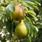 25+ Durondeau Pear Seeds Rare Heirloom Fruit Tree Garden & Orchard Planting 25+ Durondeau Pear Seeds Rare Heirloom Fruit Tree Garden & Orchard Planting