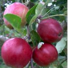 25+ Gladstone Apple Seeds – Heirloom Malus domestica for Sweet Crisp Garden Orchard Planting 25+ Gladstone Apple Seeds – Heirloom Malus domestica for Sweet Crisp Garden Orchard Planting