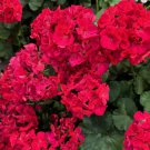 25+ Presto Dark Fuchsia Geranium Seeds – Vibrant, Hardy Garden Flower for Beds & Containers