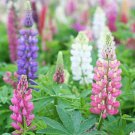 25+ Russell Pink Lupine Seeds  Beautiful Garden Flowers Bed & Border Planting