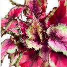 25+ Spitfire Begonia Seeds  Vibrant Garden Flowers  Container & Bed Planting
