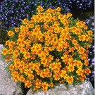 25+ Tangerine Gem Marigold Seeds  Edible Flowers  Garden & Container Planting
