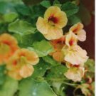 50+ Dwarf Apricot Nasturtium Seeds – Low-Growing, Vibrant Garden Flowers