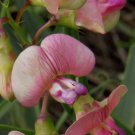 50+ Lathyrus sylvestris Perennial Sweet Pea Seeds – Climbing, Hardy Garden Flowers
