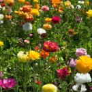 200+ California Ballerina Mix Poppy Seeds – Colorful, Hardy Garden Flowers