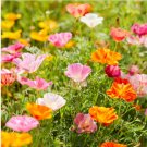 200+ California Mission Bells Mix Poppy Seeds – Vibrant Garden Flower Planting
