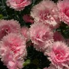 200+ Candy Floss Carnation Seeds – Dianthus caryophyllus Pink Blooms for Garden & Bouquets
