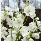 200+ Casablanca Delphinium Seeds – Tall White Delphinium Flowers for Garden Beds & Borders