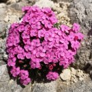 200+ Dianthus Graniticus Carnation Seeds – Hardy Carnation Flower Seeds for Garden & Containers