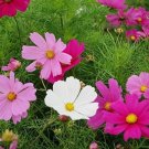 200+ Dwarf Early Sensation Mix Cosmos Seeds – Colorful Cosmos Flowers for Garden & Containers