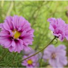 200+ Fizzy Pink Cosmos Seeds – Cosmos bipinnatus Flower Seeds for Garden Beds & Containers