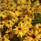 200+ Gloriosa Rudbeckia Seeds – Black-Eyed Susan Flower Seeds for Garden Beds & Containers