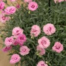200+ Everlast Lavender Lace Carnation Seeds – Dianthus Fragrant Flower Seeds for Garden Beds 200+ Everlast Lavender Lace Carnation Seeds – Dianthus Fragrant Flower Seeds for Garden Beds