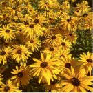 200+ Gloriosa Black-eyed Susan Daisy Seeds – Hardy, Long-Blooming Garden Flowers
