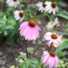 200+ Light Purple Coneflower Daisy Seeds – Hardy, Pollinator-Friendly Garden Flowers