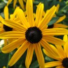 200+ Orange Coneflower Rudbeckia Seeds  Vibrant Perennial Wildflower for Garden