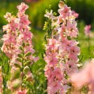 200+ QIS Light Pink Delphinium Seeds – Tall Cottage Garden Flower Seeds for Planting